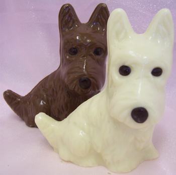 picture white and milk chocolate Westie dogs