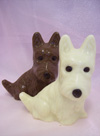 a picture a pair of chocolate Westie dogs